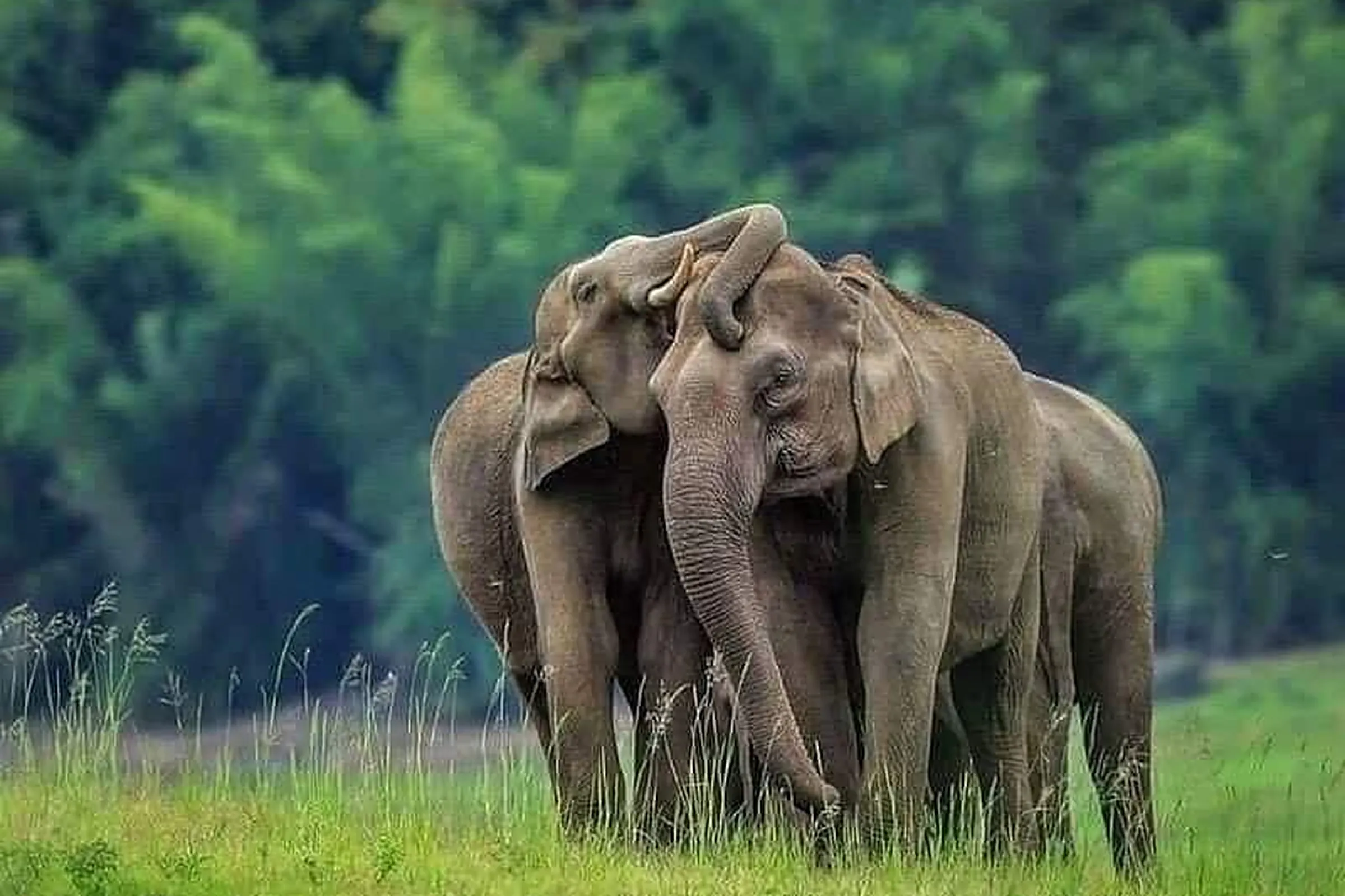 Two wild elephants standing close together, heads touching, in tall grassland at the edge of the forest
