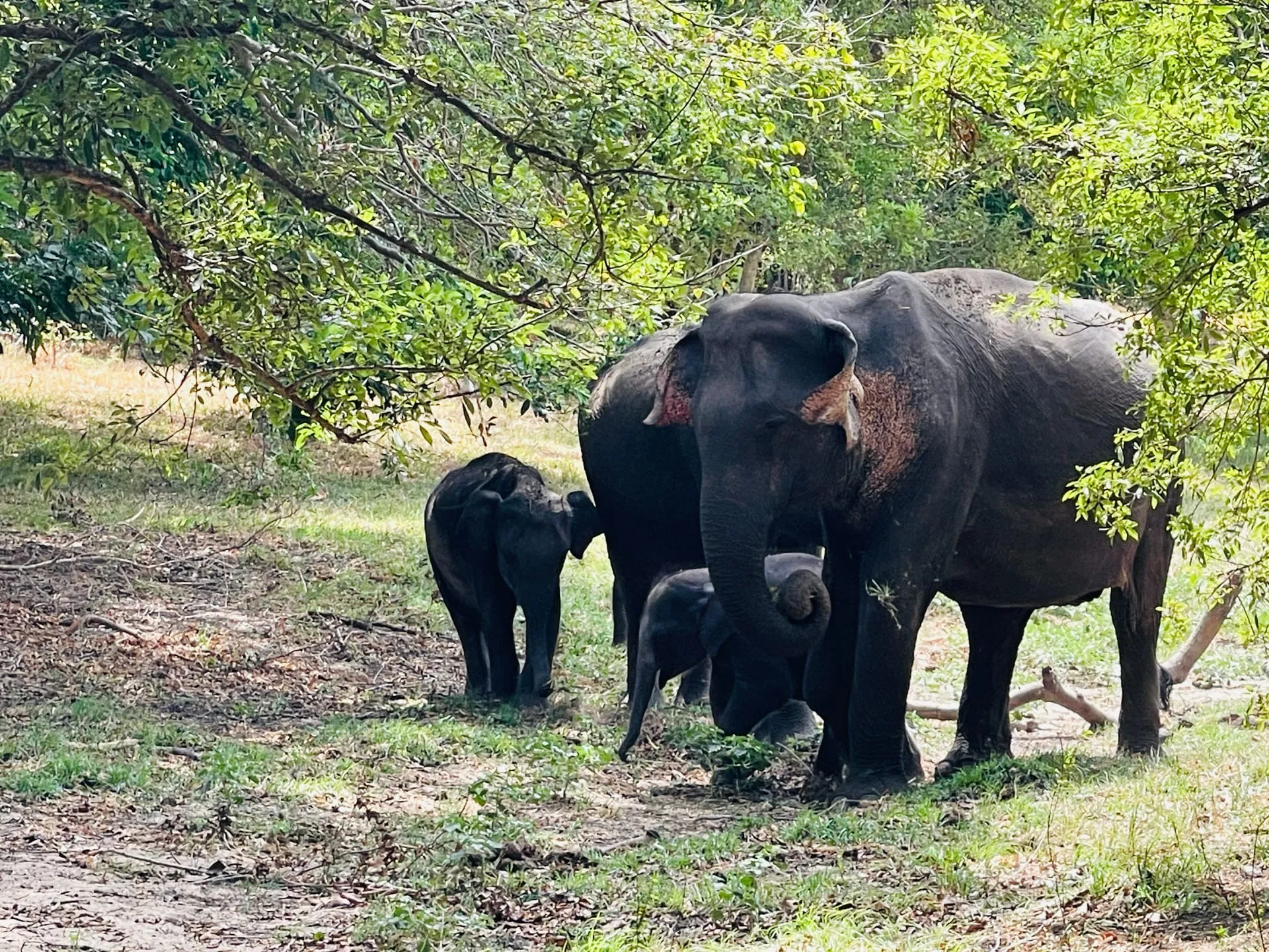 Hurulu Eco Park Safari
