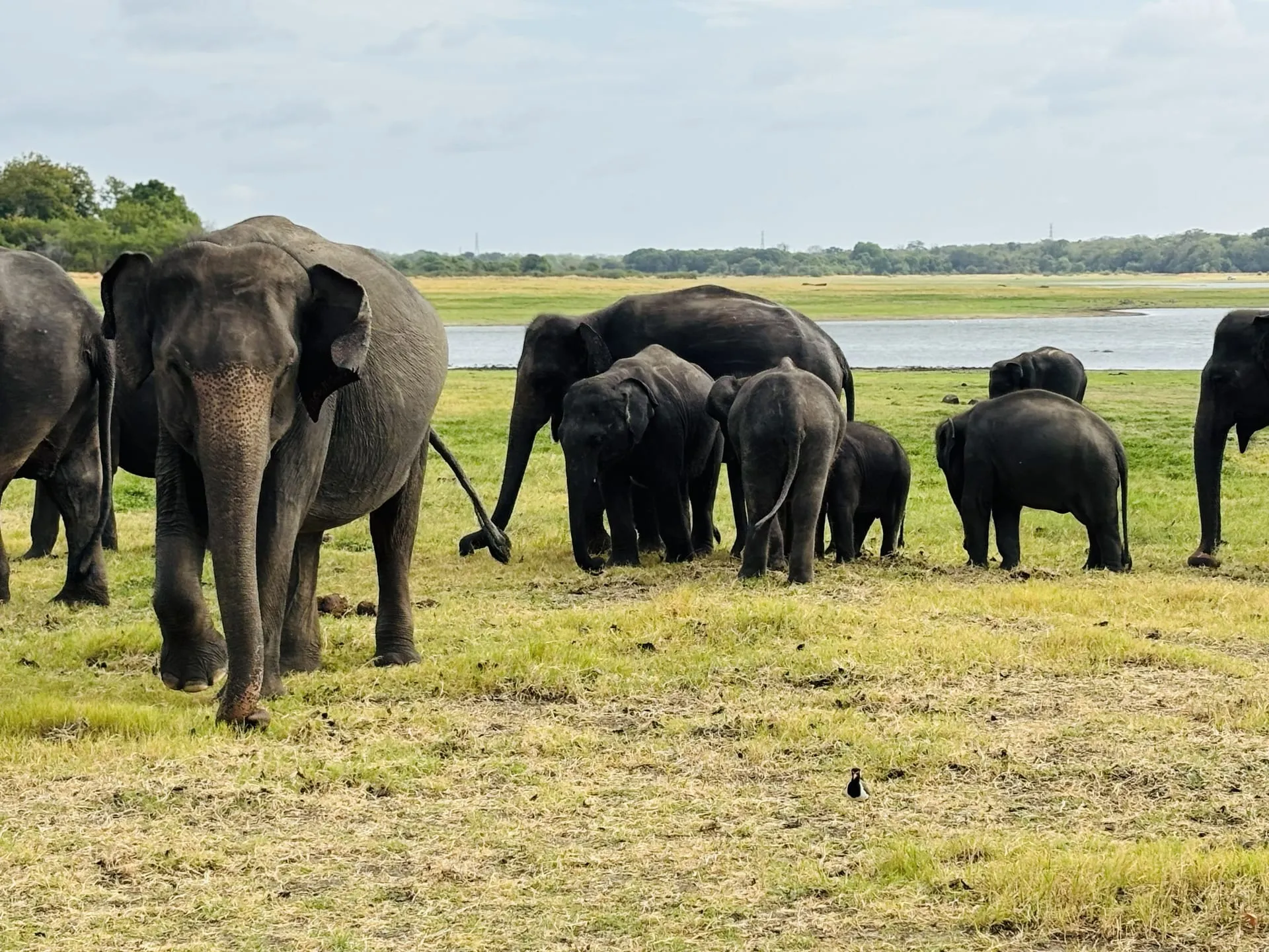 Kaudulla Elephant Safari