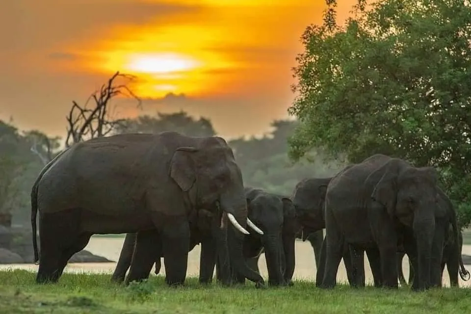 Minneriya Elephant Safari